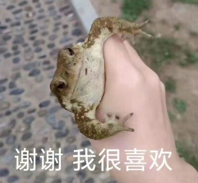 搞笑女必备表情包