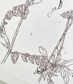 钢笔淡彩·植物·线稿