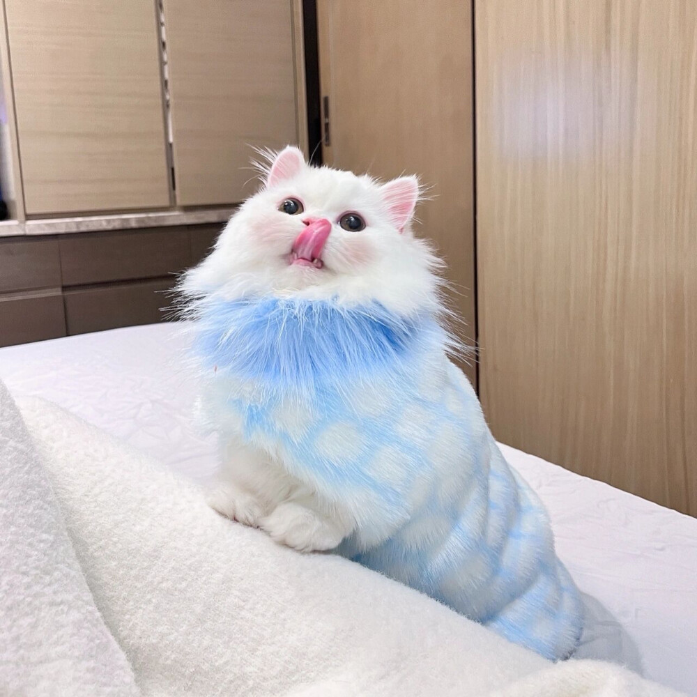 猫咪可爱头像