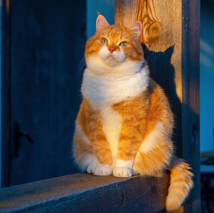 一隻優雅的胖橘。早安！
fr.cute_ginger_cat ​​​​