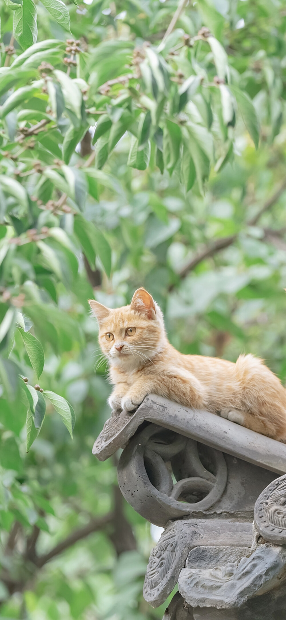 光阴赋予的，光阴会拭去。
｜阿尔冯斯·拉马丁 ​​​
早安.
摄影师/喵呜不停