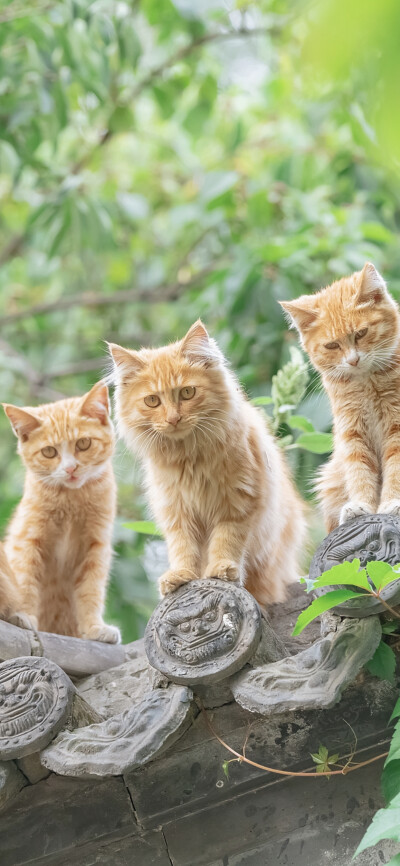 光阴赋予的，光阴会拭去。
｜阿尔冯斯·拉马丁 ​​​
早安.
摄影师/喵呜不停