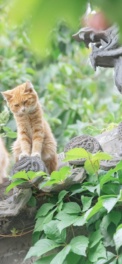 光阴赋予的，光阴会拭去。
｜阿尔冯斯·拉马丁 ​​​
早安.
摄影师/喵呜不停