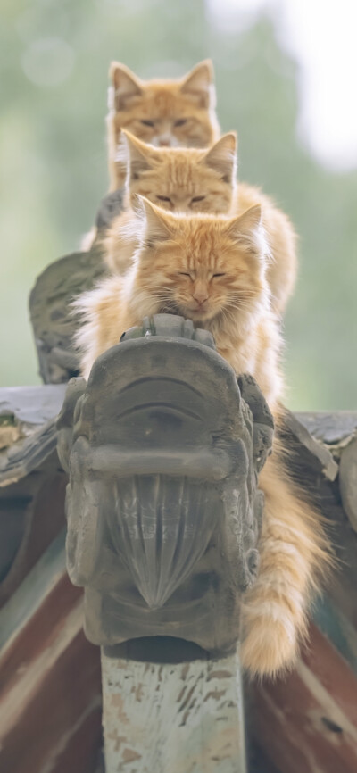 光阴赋予的，光阴会拭去。
｜阿尔冯斯·拉马丁 ​​​
早安.
摄影师/喵呜不停