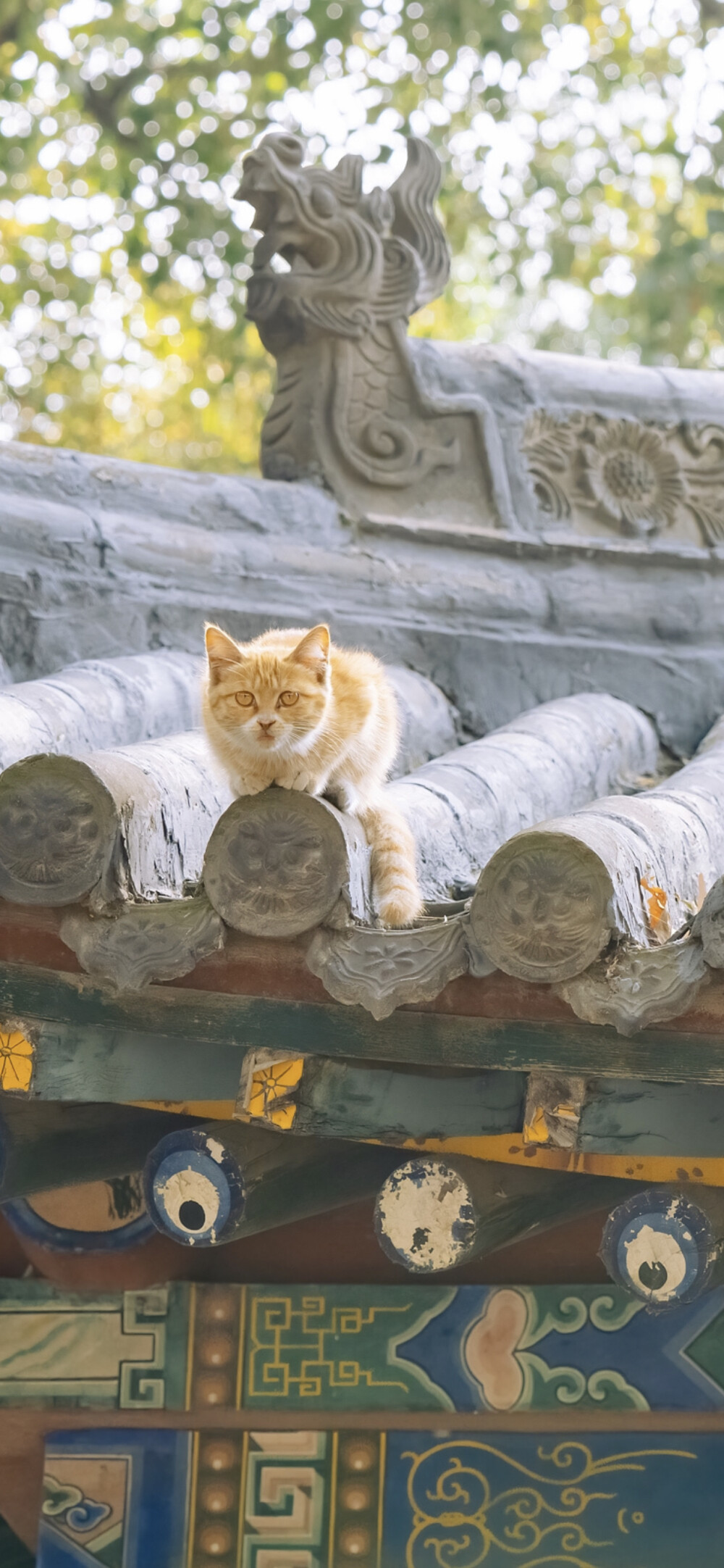 光阴赋予的，光阴会拭去。
｜阿尔冯斯·拉马丁 ​​​
早安.
摄影师/喵呜不停