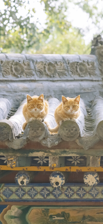 光阴赋予的，光阴会拭去。
｜阿尔冯斯·拉马丁 ​​​
早安.
摄影师/喵呜不停