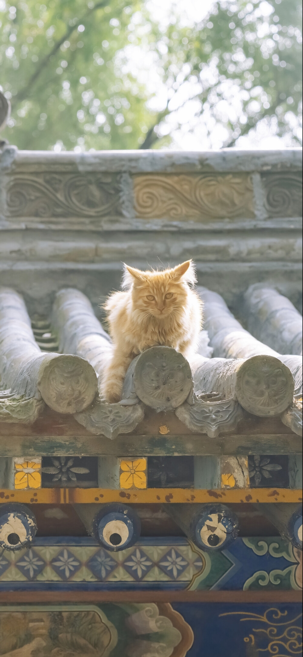 光阴赋予的，光阴会拭去。
｜阿尔冯斯·拉马丁 ​​​
早安.
摄影师/喵呜不停