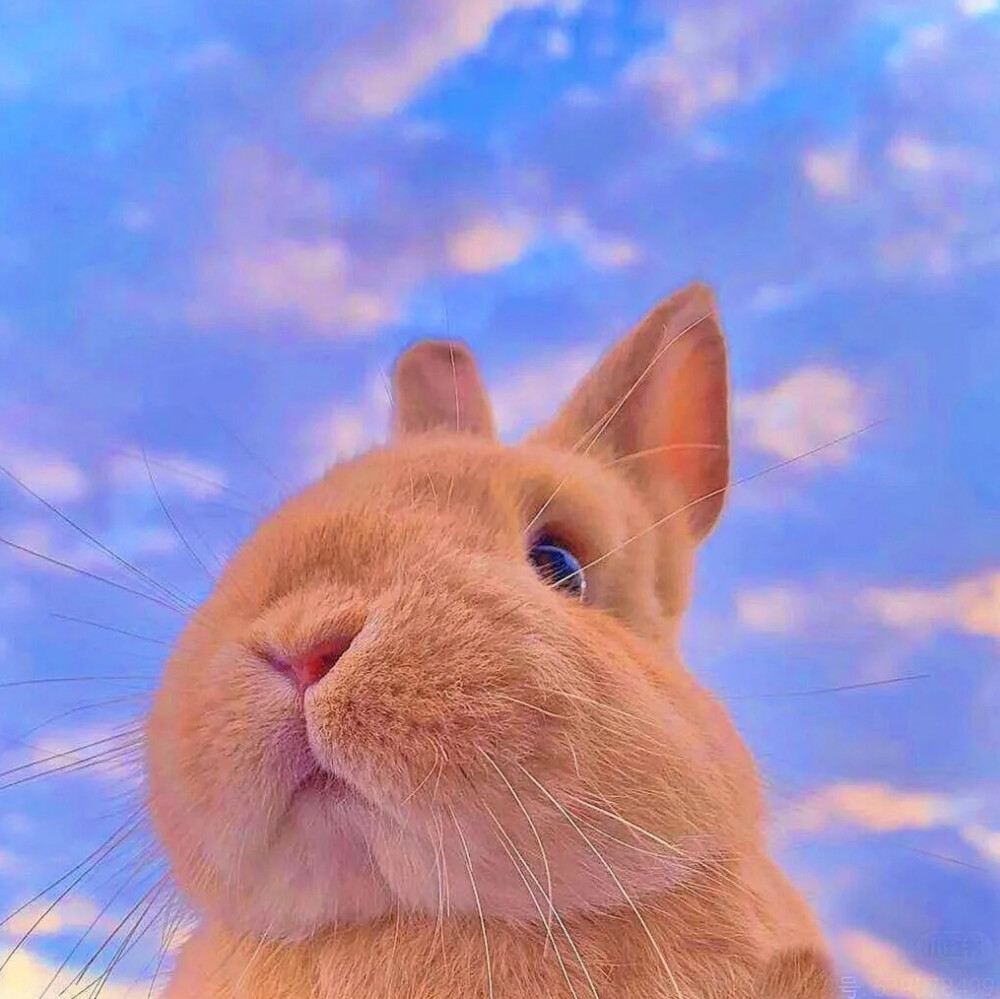 兔兔头像