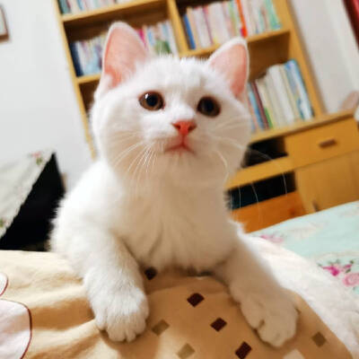 一只小猫，出现在你的生活中，就是来被宠爱的，而你于此得到了爱的回应。