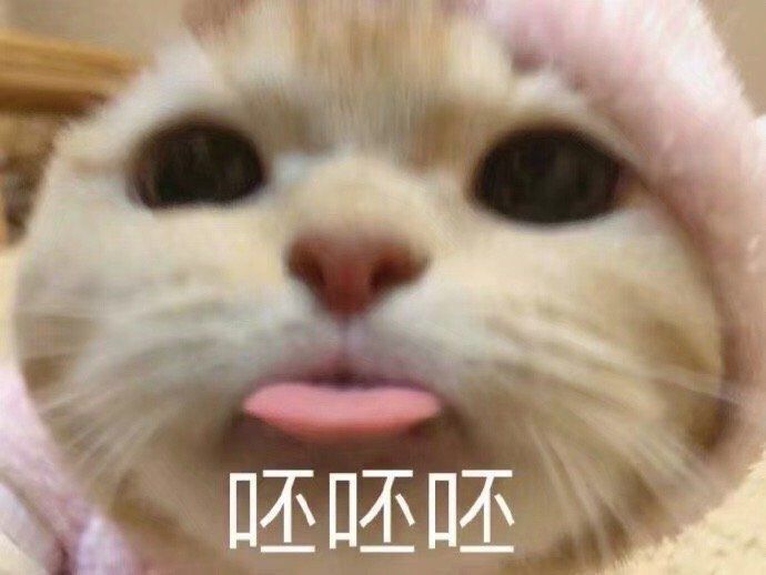 猫咪表情包