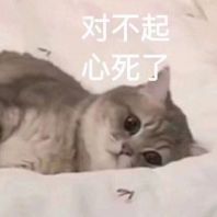 猫咪表情包