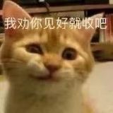 猫咪表情包