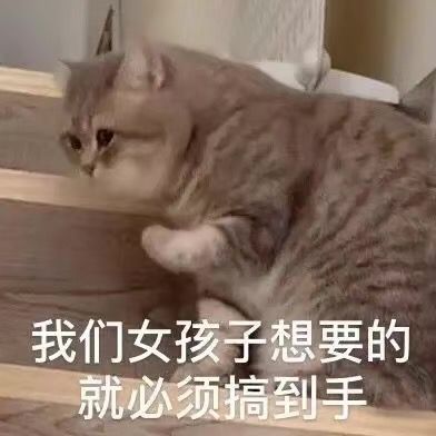 猫咪表情包