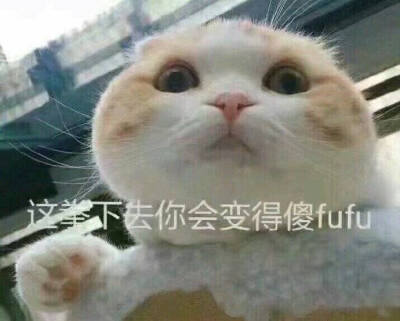 猫咪表情包