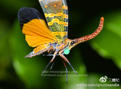 龙眼鸡