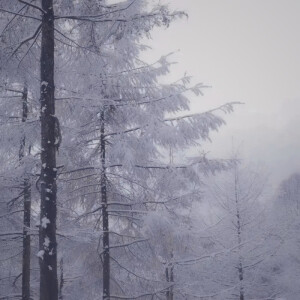 
   （WonYoung）*新年，是冬天尾声最美的约定
