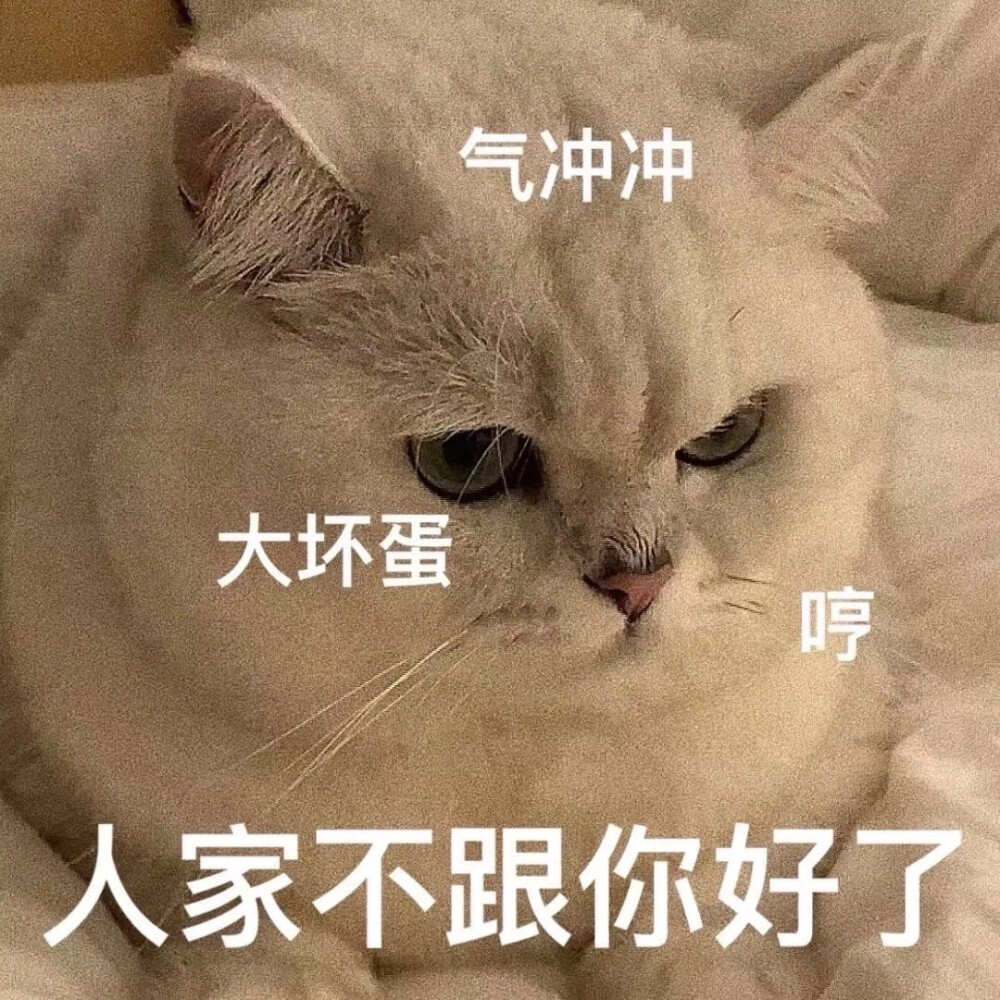 生气猫咪