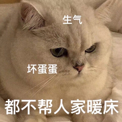 生气猫咪