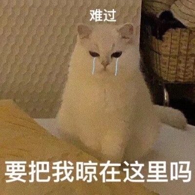 生气猫咪