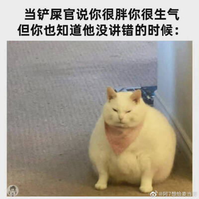 猫猫