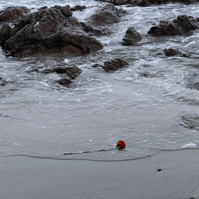 “可以沉入海底但请不要窒息”
玫瑰与海
背景图
