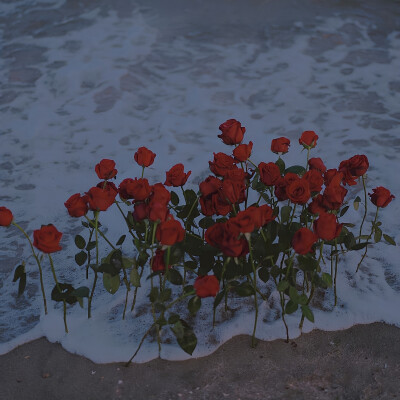 “可以沉入海底但请不要窒息”
玫瑰与海
背景图
