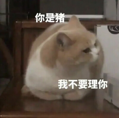 你是猪，我不要理你