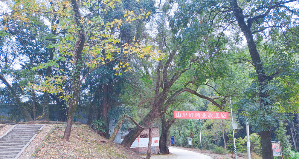 美丽吉安之乡村风光：走进吉水县水南镇三甲村
三甲村地处吉水县水南镇东南，这里山清水秀，气候温润，生态资源丰富。土地革命时期吉水县第一个农民协会就成立在这里。近年来，该村大力发展白酒、腐竹、养牛等产业，以产业推动乡村振兴，带领村民走上致富之路。