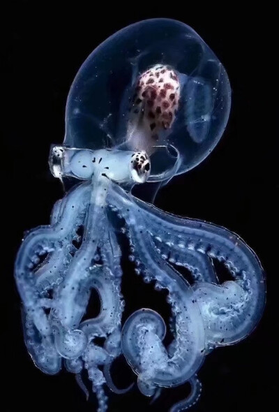 海洋生物