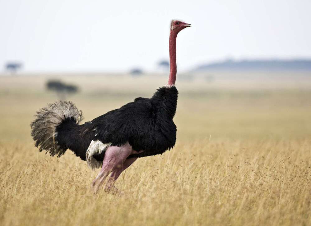 马赛鸵鸟
这只雄性马赛鸵鸟的颈部皮肤在繁殖季节呈现饱和的红色，摄于肯亚的马赛马拉国家保护区。/Nigel Pavitt