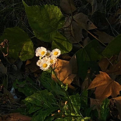 花花