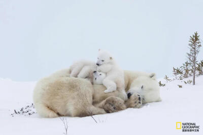 雪地酣睡
北极熊妈妈在加拿大瓦普斯克国家公园（Wapusk National Park）喂奶后休息。摄影：NORBERT ROSING