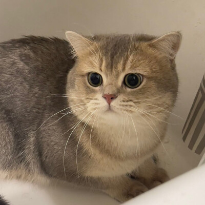 喵愣Nyan♡
Cash宝宝～