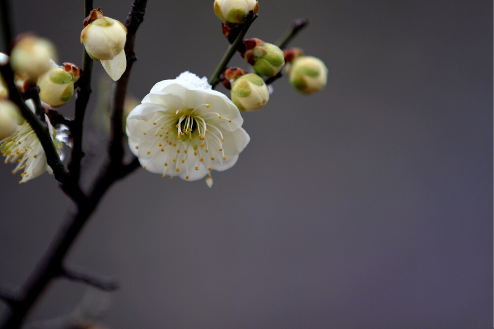 梅花