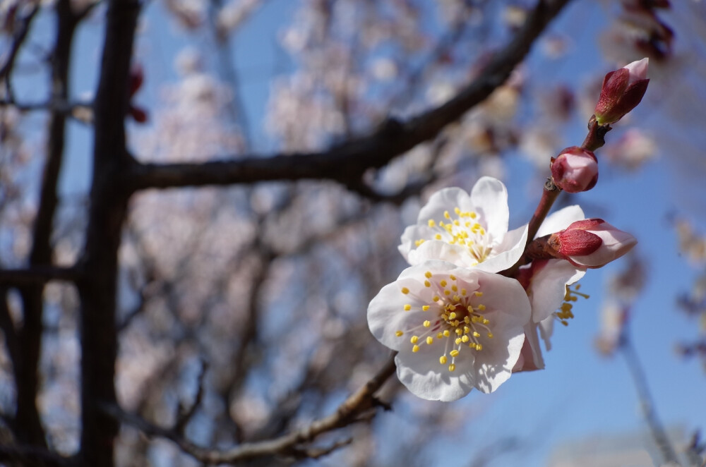 梅花