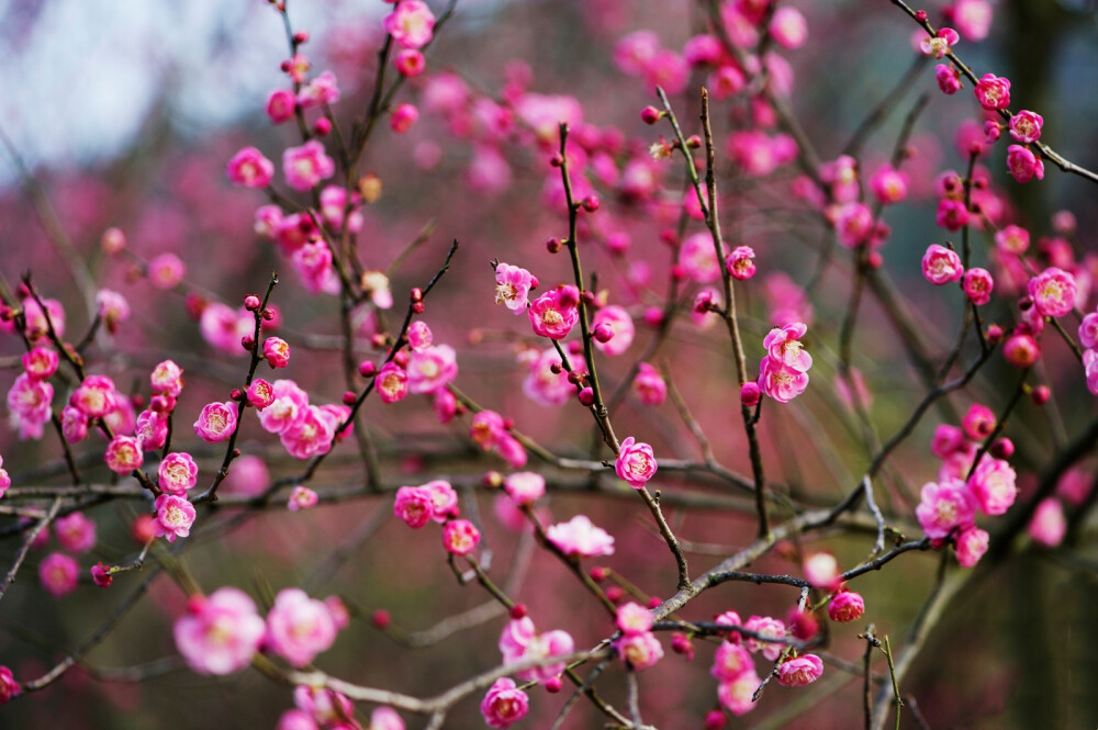 梅花