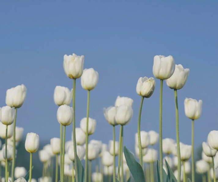 花儿一样