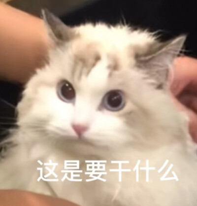 可爱猫咪