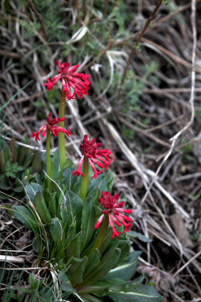 胭脂花