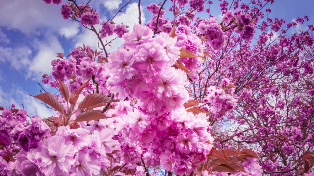 Mac美丽桃花高清壁纸