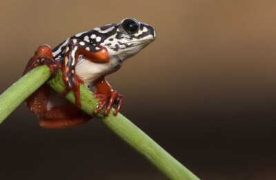 芦苇蛙
一只攀附在植物上的彩绘芦苇蛙，摄于波札那。/Piotr Naskrecki