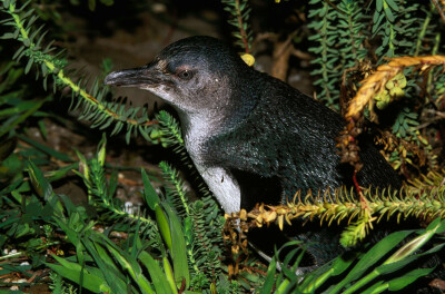 小蓝企鹅
小蓝企鹅是企鹅家族中体型最小的成员，成年身高只有40公分左右。摄于澳洲袋鼠岛。/Jean-PaulFerrero