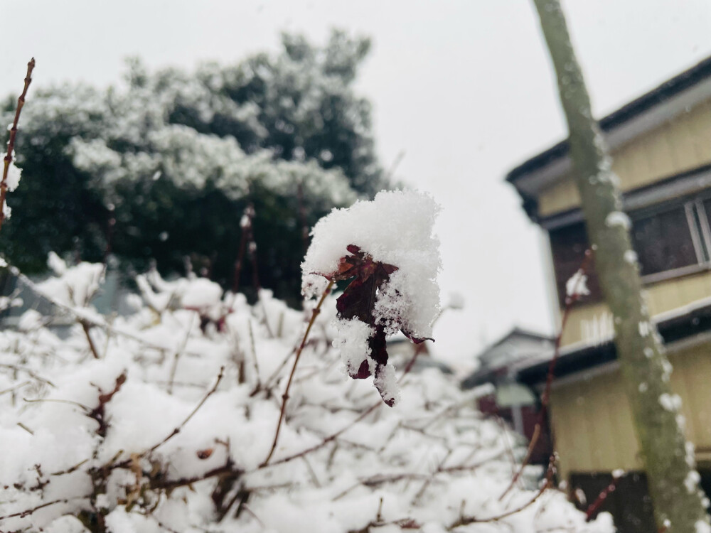 东京的初雪