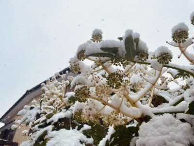 东京的初雪