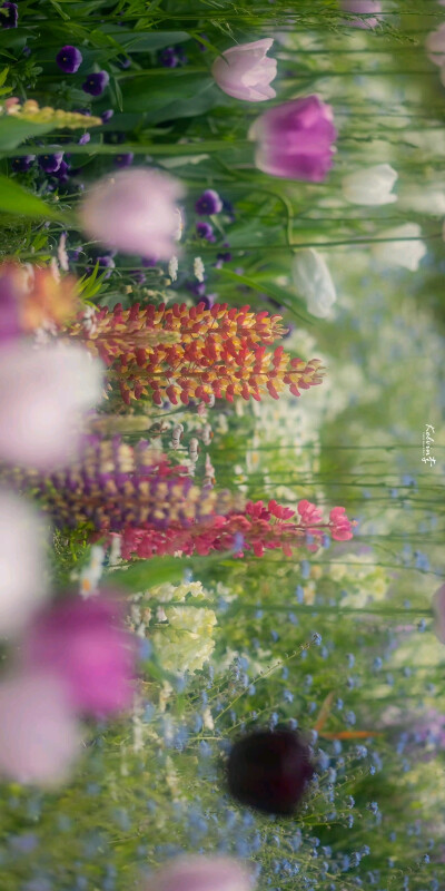 鲜花 花海