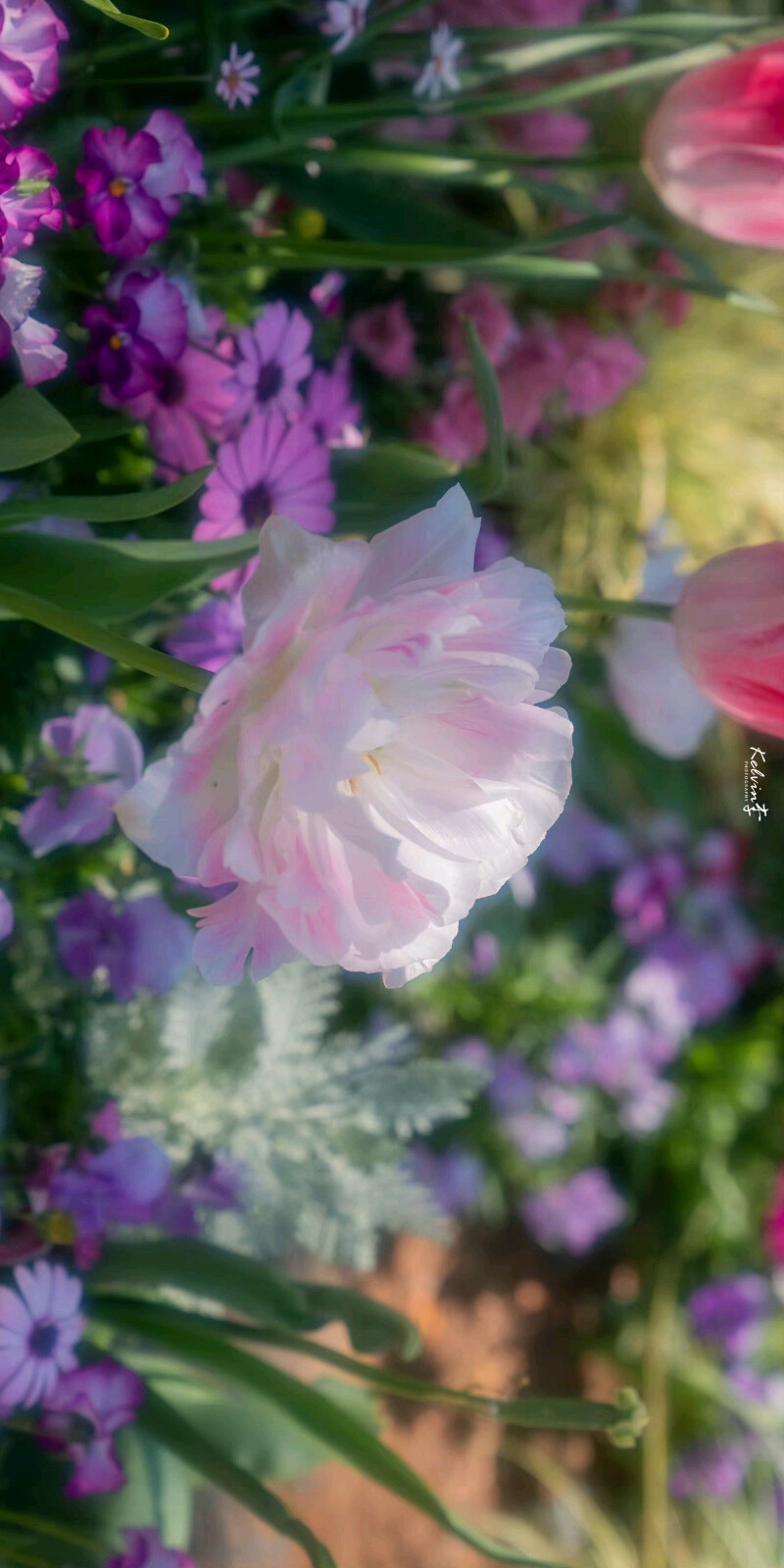 鲜花 花海