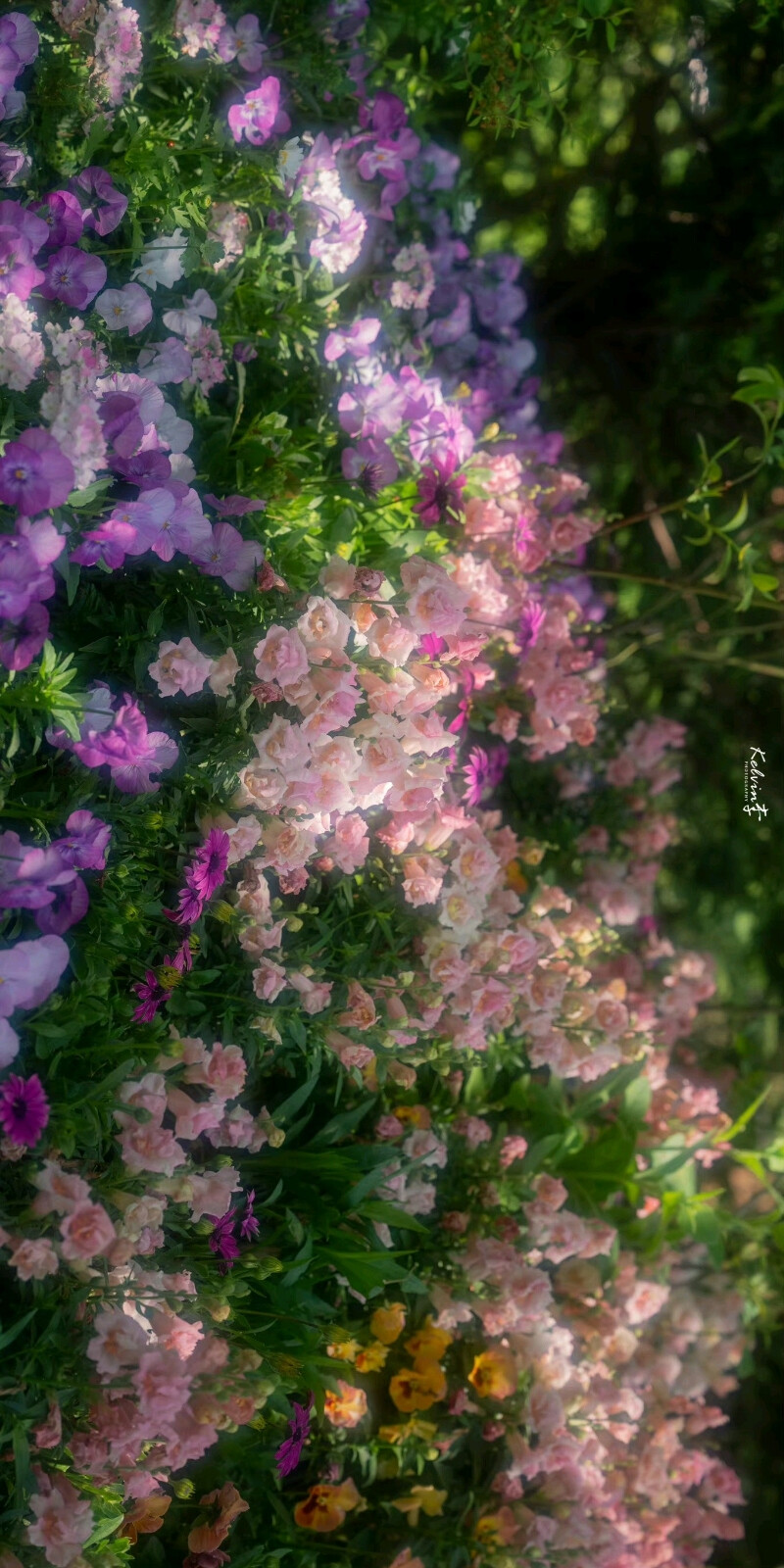 鮮花 花海