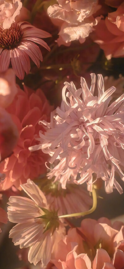 花 花束 粉色 壁纸