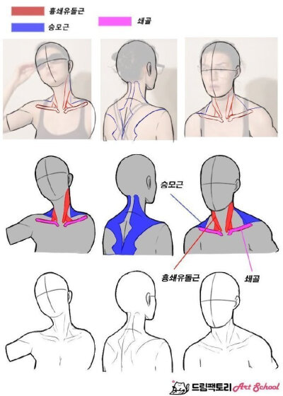 头部 颈部关系