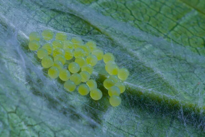 委内瑞拉太阳虎